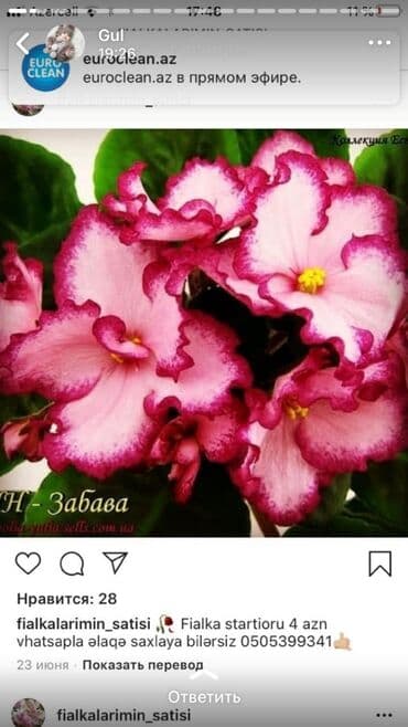 alp bənövşəsi: Fialka startiorlari 4 azn — 4