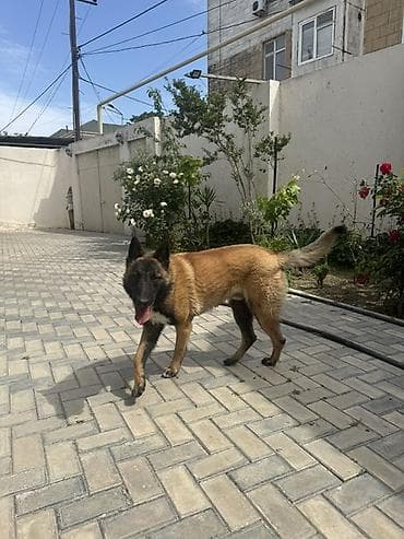 ingilis setter it cinsi: Belçika çoban iti — 2