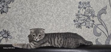 ev heyvanlari: Şotland — 3