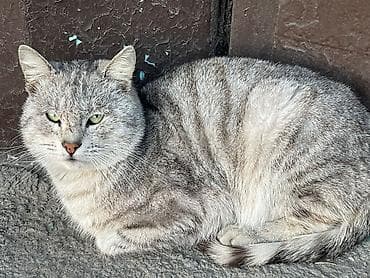 Erkək, Ünvandan götürmə