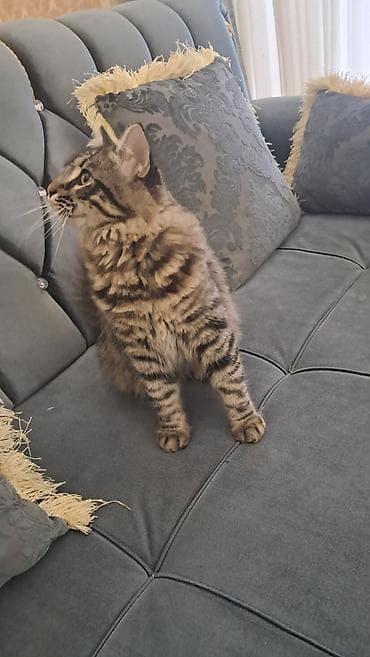 meyn: Meyn-kun, Erkək — 8