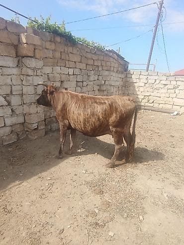 simmental inək satılır: Dişi, il: 6, 320 kq, Damazlıq, Ətlik — 2