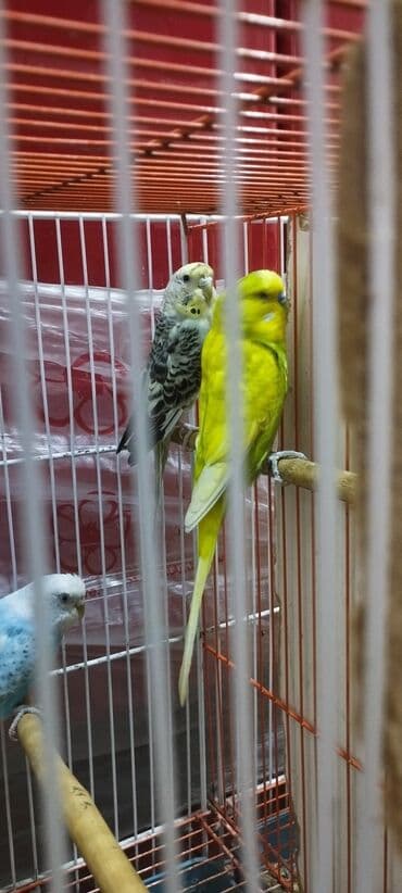 hazır hicablar: Hazır balalayan iki cüt tutuquşular. Yaxşı bala verirlər. Qiymət bir — 4