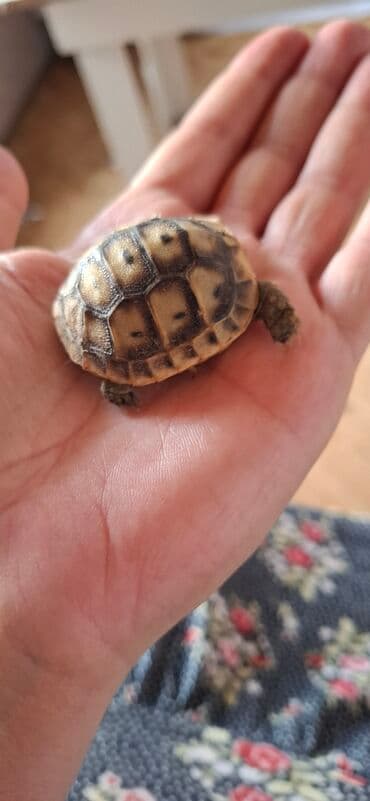 tap.az heyvanlar xacmaz: MiniatMəura quru tısbağa - Kiçik ölçülü, əl üstündə rahatlıqla — 2