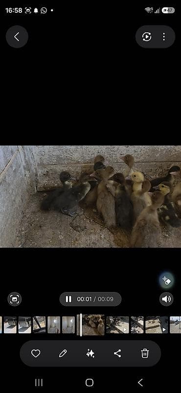 bala kirpi: Ördək balaları 1 aylq 1heftelik. Balaların arasında qara, sarı və — 1