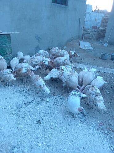 hələb keçisi haqqında məlumat: Öz həyətimdə saxladığım hinduşkalar ətlik və damazlikdir. 60.manatdan — 10