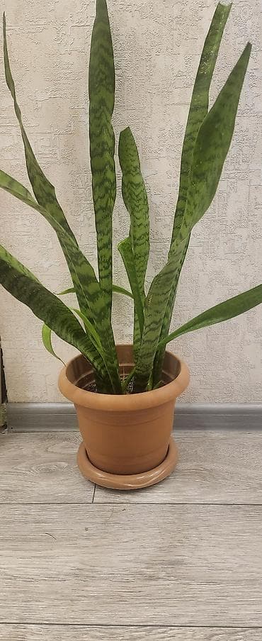 Sansevieria (Qayın dili) – otaq bitkisi - Növ: Sansevieria