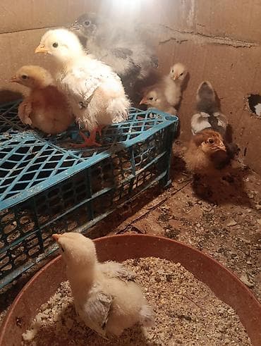 heyvanlar ucun bit dermani: Toyuq cücələri, Damazlıq, Ödənişli çatdırılma — 2
