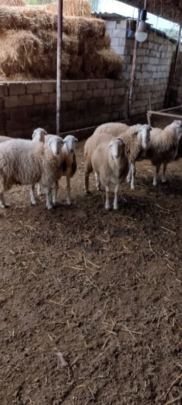 Satışda qoyun sürüsü - Növ: ətlik/yunlu yerli damazlıq tipli qoyunlar