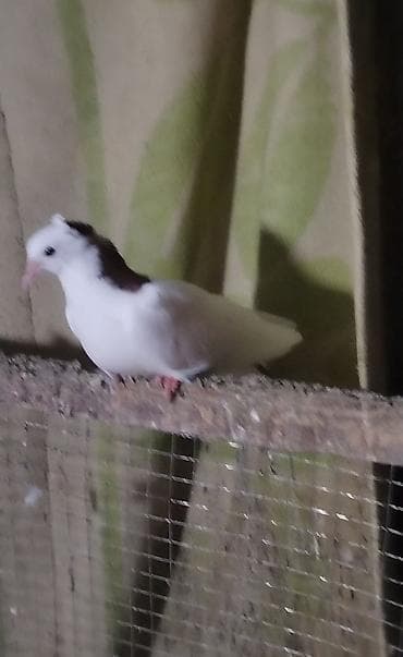 dekorativ quş: Hazir cut ballardi cutu 15 manat unvan Gence gondeemekde mumkundu — 2