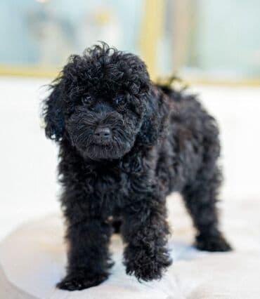 it sekli: Pudel, 4 ay, Dişi, Peyvəndli, Ödənişli çatdırılma — 3