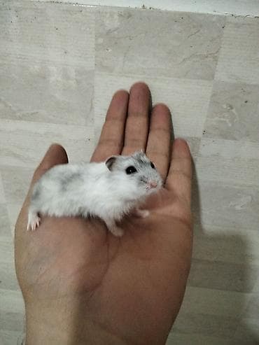gəmirici: Məhsul: Cırtdan hamsterlər (Djungarian/campbell tipli) Rənglər: tam — 4
