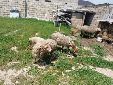 qoyun itleri bakida satisi: Dişi, il: 3, Damazlıq — 3