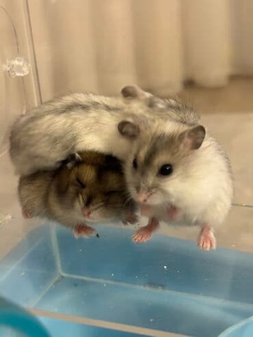 qizil baliq satisi: Məhsul: Cırtdan hamsterlər (Djungarian/qarışıq rənglər) Təsvir: - — 2