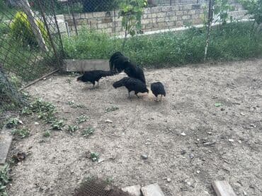 kend colpaları: Toyuq, Damazlıq — 4