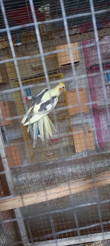 kirpi balasi: Bir ata 3 balasi satilir cepdiler 4 u 110 azn ciddi aliciya endirim — 4