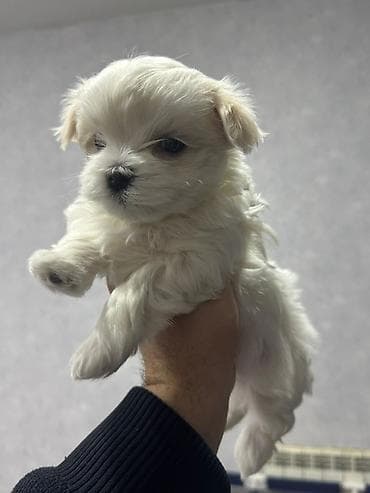 qiz it adlari: Malta bolonka, 1 ay, Peyvəndli — 2