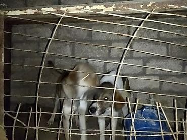 Кошки: 1 год, Для вязки, Самовывоз — 1