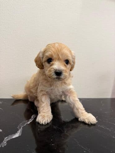 где можно купить собаку мальтипу: Pudel — 9