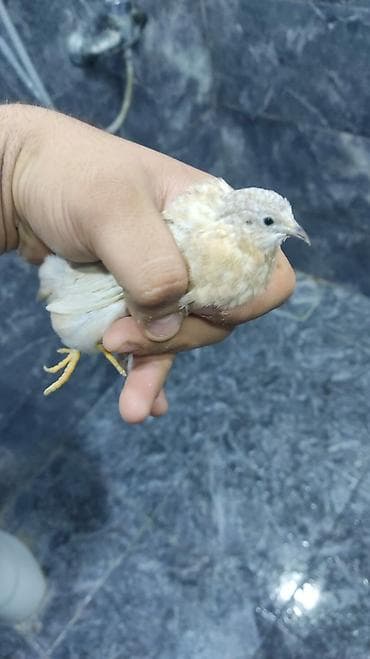 Çin bildirçinleri hamsi boyuk yumurtaq quwlardi ve hal hazirdada