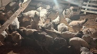 Təsvir: - Ev şəraitində bəslənən iri cins toyuqlar sürüsü - Rənglər