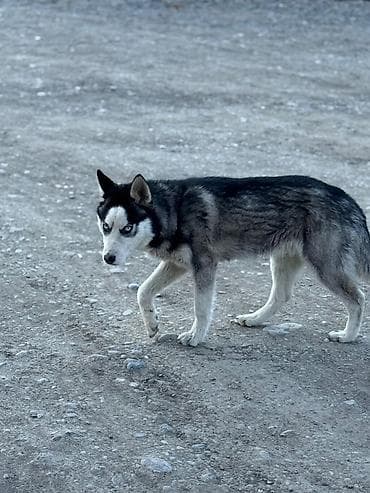 həyət iti: Xaski, Peyvəndli — 1