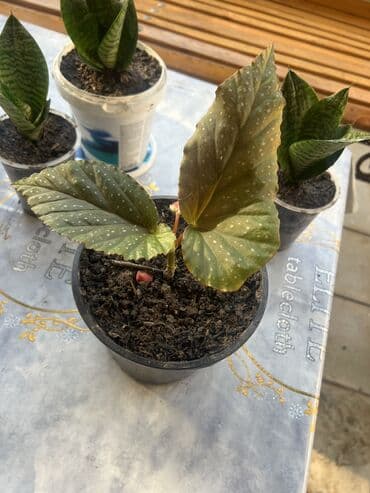 продажа комнатных растений: Her biri ucuz kimete Gencededi catirma var size yaxin yere ancag — 29