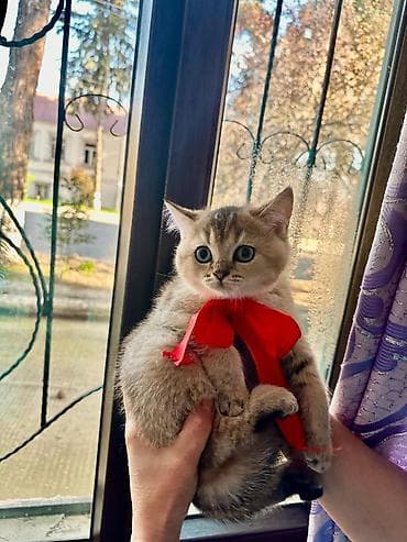 pisiyler: Britan — 4