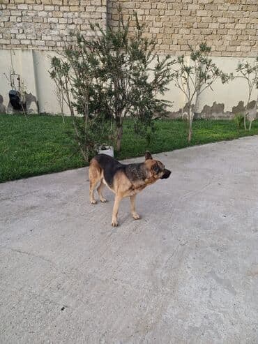 coban isi: Alman çoban iti — 4