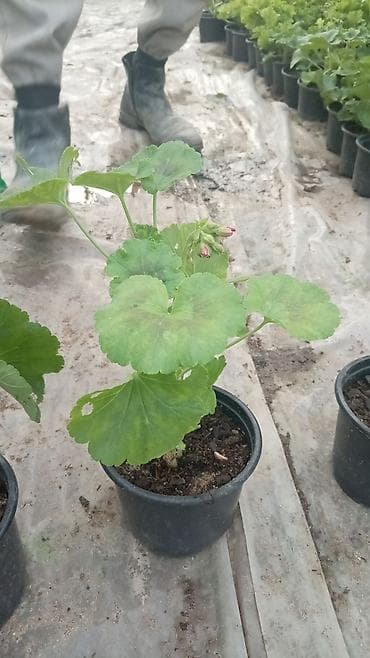 xlorofitum bitkisi: Saksıda sardunya (pelargonium) fidanları - Növ: Pelargonium — 7