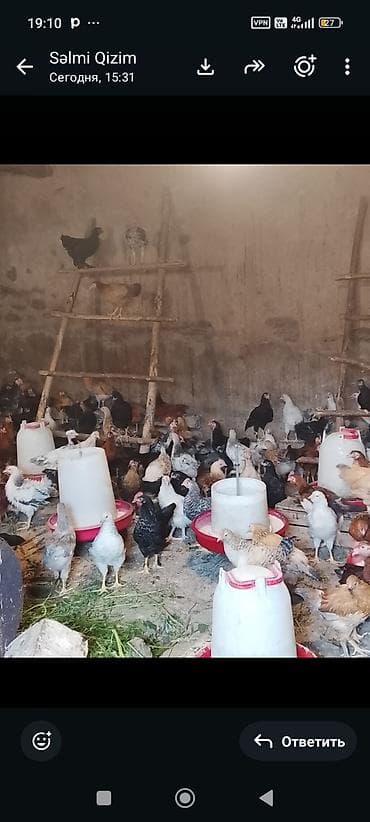 it satisi baki: Məhsul: Yerli qarışıq cins ev toyuqları qapı cucesidir Şəmkir könüllü — 1