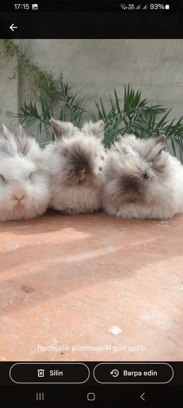 afçarka balası: Akor balası 10m — 3