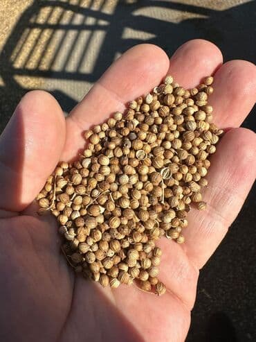 kətan toxumu hardan almaq olar: Terevez toxumlarin optavoy satiwi odeniwli rayonlara gonderme var — 2