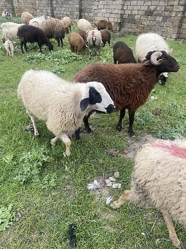 balaca meymun satisi: Qaragöz erkey 1 yasi var heyvan surmeyine söz ola bilmez — 4