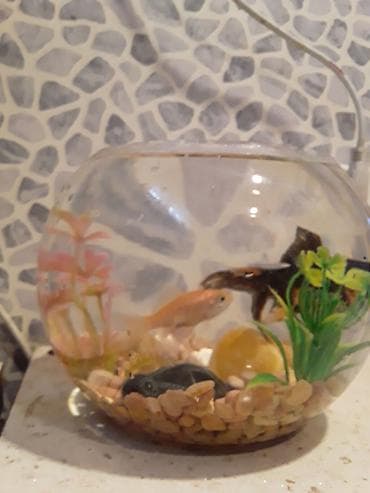 akvarium balaca: Şüşə akvarium dəsti - Dairəvi, şəffaf şüşə akvarium (balaca ölçülü — 6