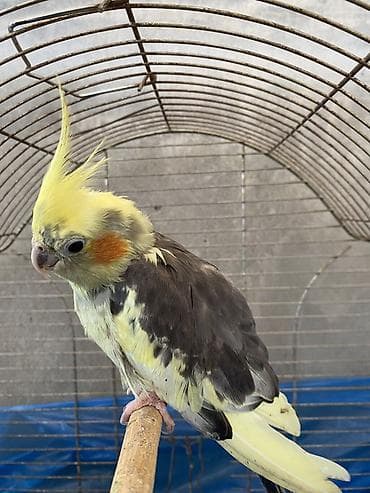 inek bala: Nimfa (cockatiel) tutuquşu – sarı kəkilli, yanaqlarda narıncı “xal”lı — 2