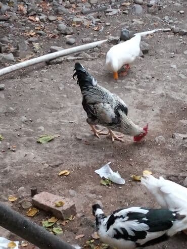 клетки для бойцовых петухов: Məhsul: Xoruz Təsvir: - İri bədənli, güclü quruluşlu kənd xoruzu - — 4