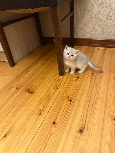 вислоухий кот цена: Şotland yastı qulaq — 1