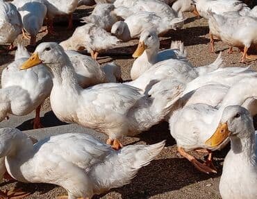 kuban ördek: Dişi, | Kuban, Ətlik, Ünvandan götürmə — 7