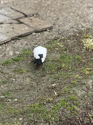 quslar haqqinda melumat: Tutulma quslar ikiside mayadi — 4