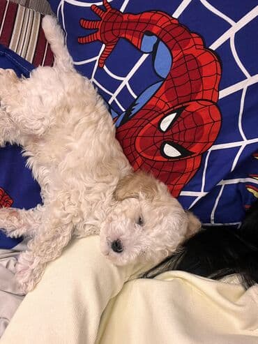 gözəl it adları: Pudel, 2 ay, Erkek, Peyvəndli, Ödənişli çatdırılma — 8