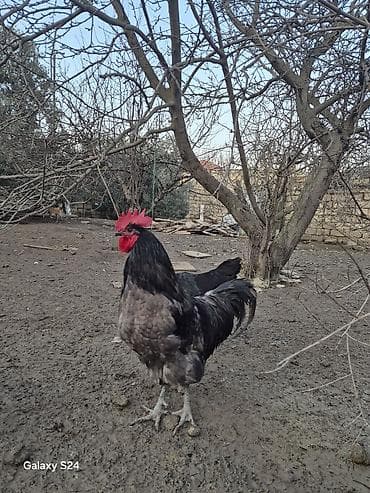 Salam Aleykum Cavan temiz qan Avstralorp Xoruzu satiram lalafo.az -da Salam Aleykum Cavan temiz qan Avstralorp Xoruzu satiram