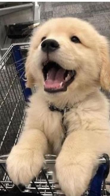 dişi atlar: Labrador-retriver, 2 ay, Dişi — 4