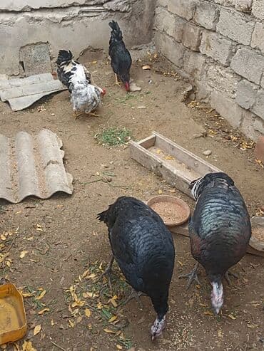 Inəklər, öküzlər: Dişi, Damazlıq — 6