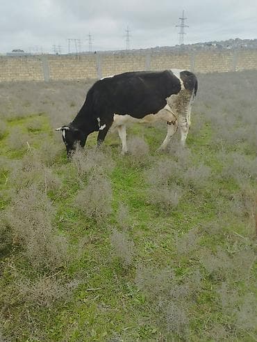 Животные: Süd istiqamətli qara-ağ inək - Cins: Holşteyn tipli (qara-ağ ləkəli) — 1