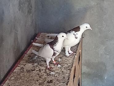 Balıqlar: Qırmızı-şabalıdı naxışlı ağ göyərçin cütü 35 azn Bakıya gondere — 2