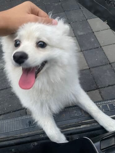 azerbaycan it adlari erkek: Şpitz, 9 ay, Erkek, Peyvəndli, Ünvandan götürmə — 3