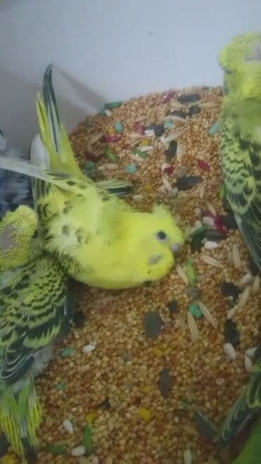 попугай ара цена: Попугаи — 23