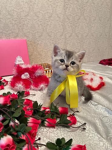 pisik paltari: Şotland — 8