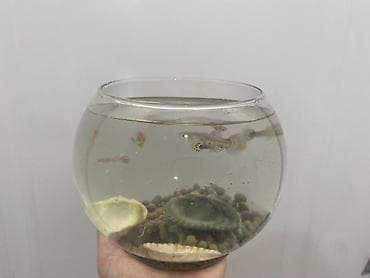 ikinci el akvaryum: Yumru akvarium, Balıqlarla birlikdə, 5 l, Ünvandan götürmə, Ödənişli çatdırılma — 2